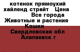 котенок прямоухий  хайленд страйт › Цена ­ 10 000 - Все города Животные и растения » Кошки   . Свердловская обл.,Алапаевск г.